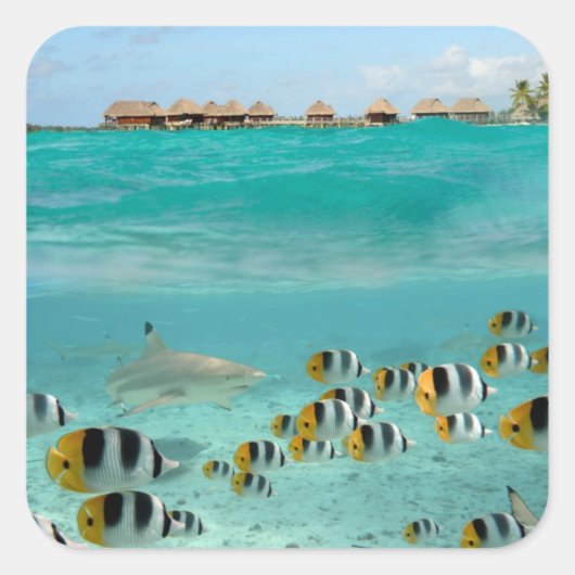 Haai jaagt op vissen in Bora Bora lagune sticker (Voorkant)