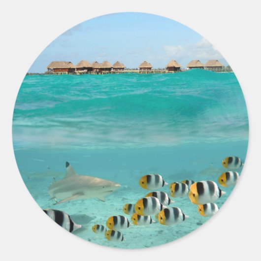 Haai jaagt op vissen in lagune rond sticker (Voorkant)