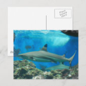 haai met Briefkaart van rif (Voorkant / Achterkant)