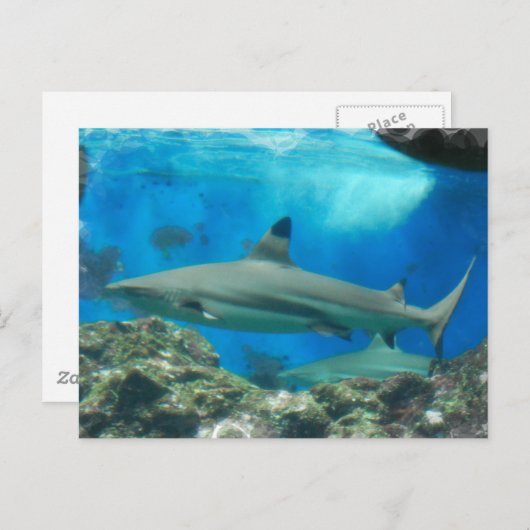 haai met Briefkaart van rif (Voorkant / Achterkant)