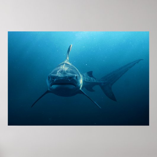Haai onder water poster (Voorkant)