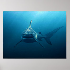 Haai onder water poster