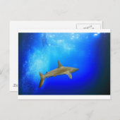 Haai onderwater, diepe blauwe oceaan briefkaart (Voorkant / Achterkant)