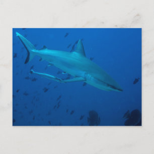 Haai Onderwater Foto Ansichtkaart Briefkaart