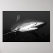 haai poster (Voorkant)