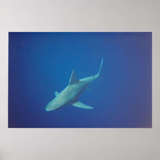 haai poster (Voorkant)