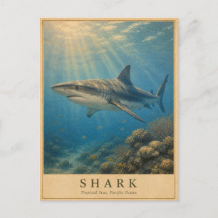 Haai Tropische Stille Oceaan VINTAGE Briefkaart