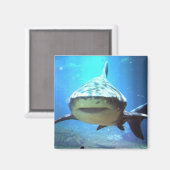 haai vierkante magneet (Voorkant / Achterkant)