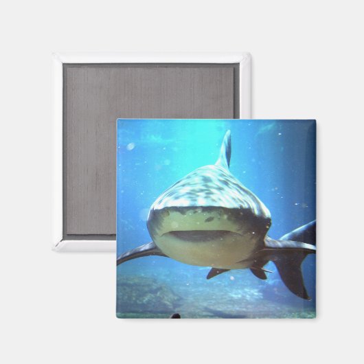 haai vierkante magneet (Voorkant / Achterkant)