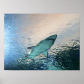 Haai zwemt boven in blauw water poster (Voorkant)