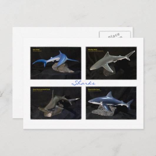 Haaien Briefkaart (Voorkant / Achterkant)