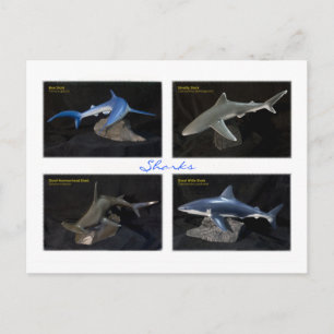 Haaien Briefkaart
