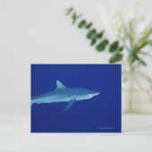 Haaien Briefkaart (Staand voorkant)