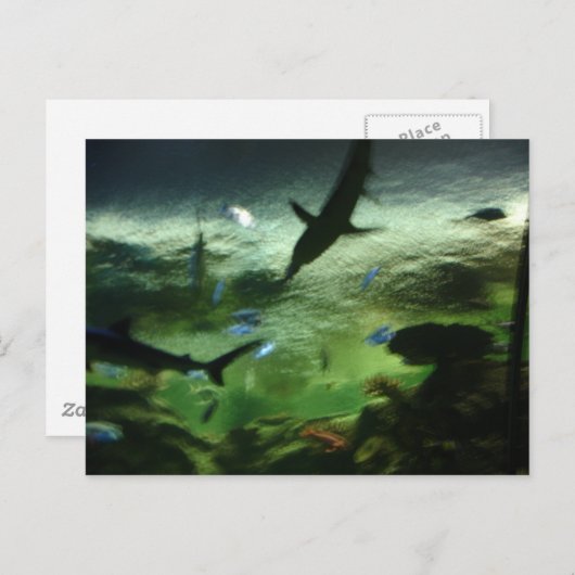 Haaien Briefkaart (Voorkant / Achterkant)