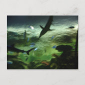 Haaien Briefkaart (Voorkant)