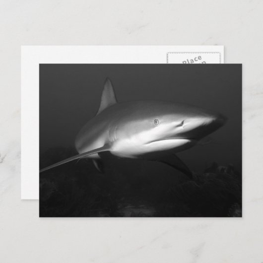 Haaien Briefkaart (Voorkant / Achterkant)