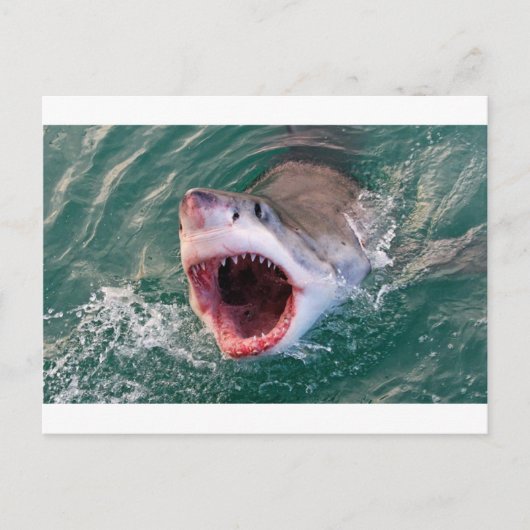 Haaien die uit de oceaan komen briefkaart (Voorkant)