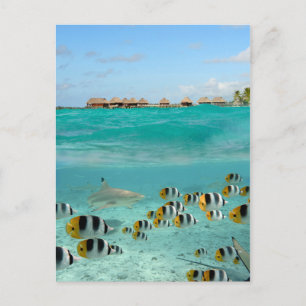 Haaien die vissen op het briefkaart van de Bora Bo