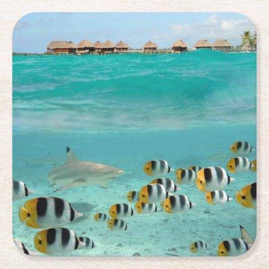 Haaien die vissen op het onderzetter van het Bora  (Voorkant)