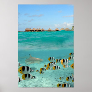 Haaien die vissen op het poster van de Bora Bora l