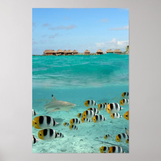 Haaien die vissen op het poster van de Bora Bora l (Voorkant)