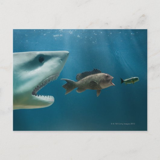 Haaien die zee achtervolgen die jonge vis achtervo briefkaart (Voorkant)