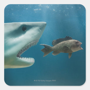 Haaien die zee achtervolgen die jonge vis achtervo vierkante sticker