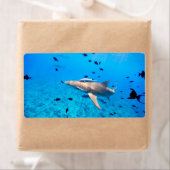 Haaien Etiket (Insitu)