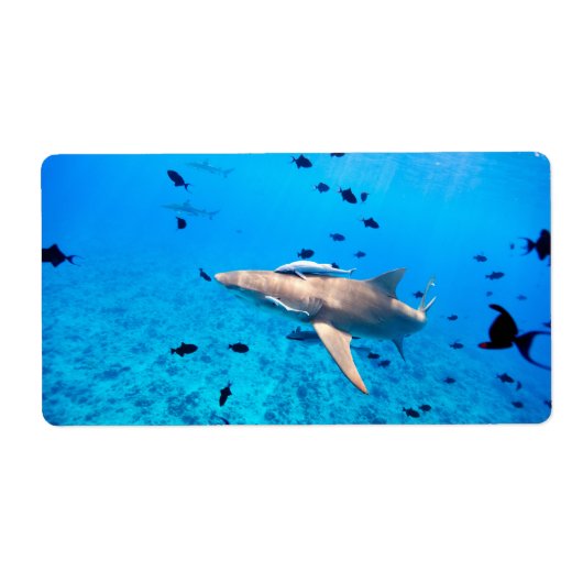 Haaien Etiket (Voorkant)