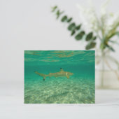 Haaien in bora bora briefkaart (Staand voorkant)