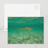 Haaien in bora bora briefkaart (Voorkant / Achterkant)