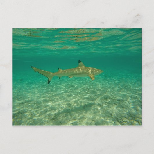 Haaien in bora bora briefkaart (Voorkant)