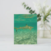 Haaien in bora bora briefkaart (Staand voorkant)