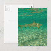 Haaien in bora bora briefkaart (Voorkant / Achterkant)