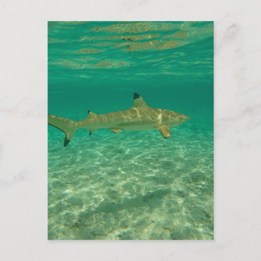 Haaien in bora bora briefkaart (Voorkant)
