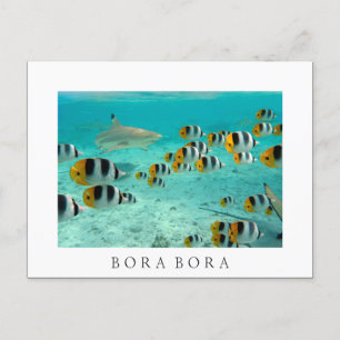 Haaien in Bora Bora White text briefkaart