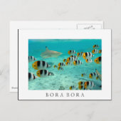 Haaien in Bora Bora White text briefkaart (Voorkant / Achterkant)