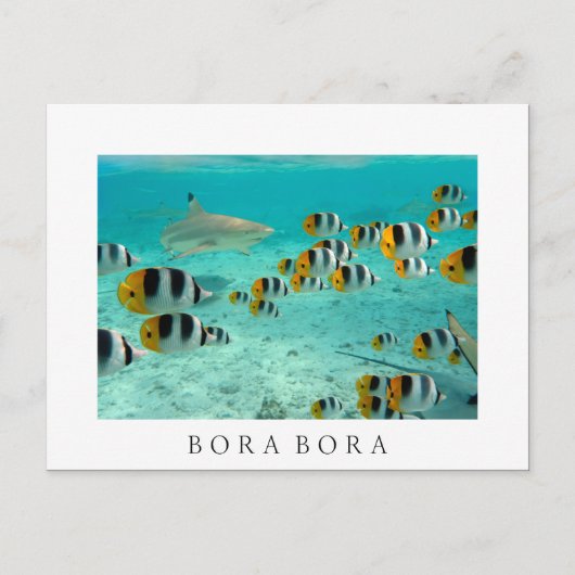 Haaien in Bora Bora White text briefkaart (Voorkant)
