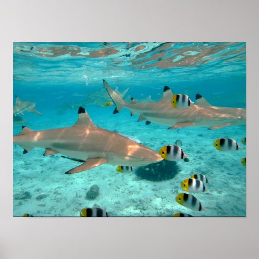 Haaien in de Bora Bora lagune poster (Voorkant)