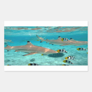 Haaien in de Bora Bora lagune rechthoekige sticker
