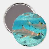 Haaien in de Bora Bora lagune rond magneet (Voorkant / Achterkant)