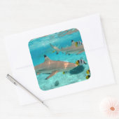 Haaien in de Bora Bora lagune vierkante sticker (Envelop)