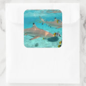 Haaien in de Bora Bora lagune vierkante sticker (Tas)