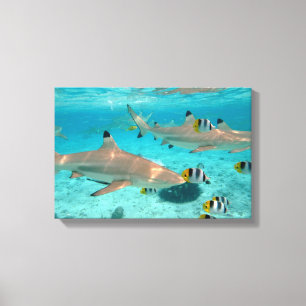 Haaien in de lagune Bora Canvas Afdruk