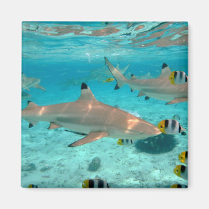 Haaien in de lagune van Bora Bora magnet