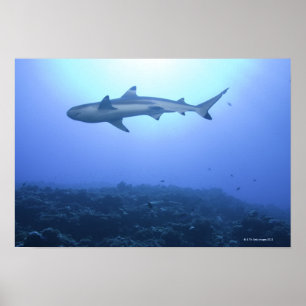 Haaien in de oceaan, uitzicht in de benedenhoek poster