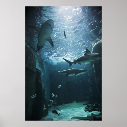 Haaien in een aquarium poster (Voorkant)