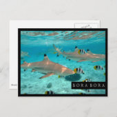 Haaien in het briefkaart van het de lagunelijst (Voorkant / Achterkant)