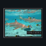 Haaien in het briefkaart van het de lagunelijst<br><div class="desc">Briefkaart van de haaien en de vlindervissen van de blacktipertsader tijdens vrij duiken de duidelijke blauwe lagune van het vreedzame Eiland Bora Bora,  dichtbij Tahiti in Franse Polynesia met een zwart lijst en de tekst: "Bora Bora".</div>