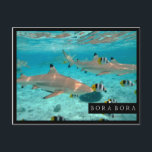 Haaien in het briefkaart van het de lagunelijst<br><div class="desc">Briefkaart van de haaien en de vlindervissen van de blacktipertsader tijdens vrij duiken de duidelijke blauwe lagune van het vreedzame Eiland Bora Bora, dichtbij Tahiti in Franse Polynesia met een zwart lijst en de tekst: "Bora Bora".</div>